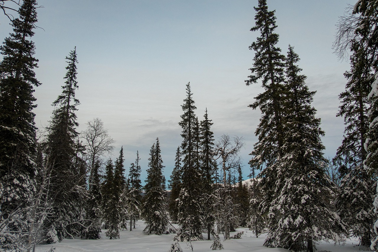 Forêt d'épicéas enneigés sous un ciel dégagé à Ylläs, en Laponie finlandaise