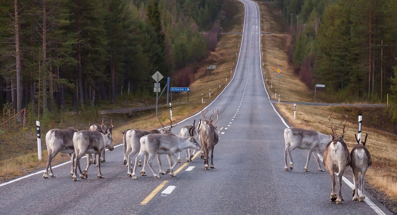 Troupeau de rennes traversant une route de campagne en Laponie finlandaise