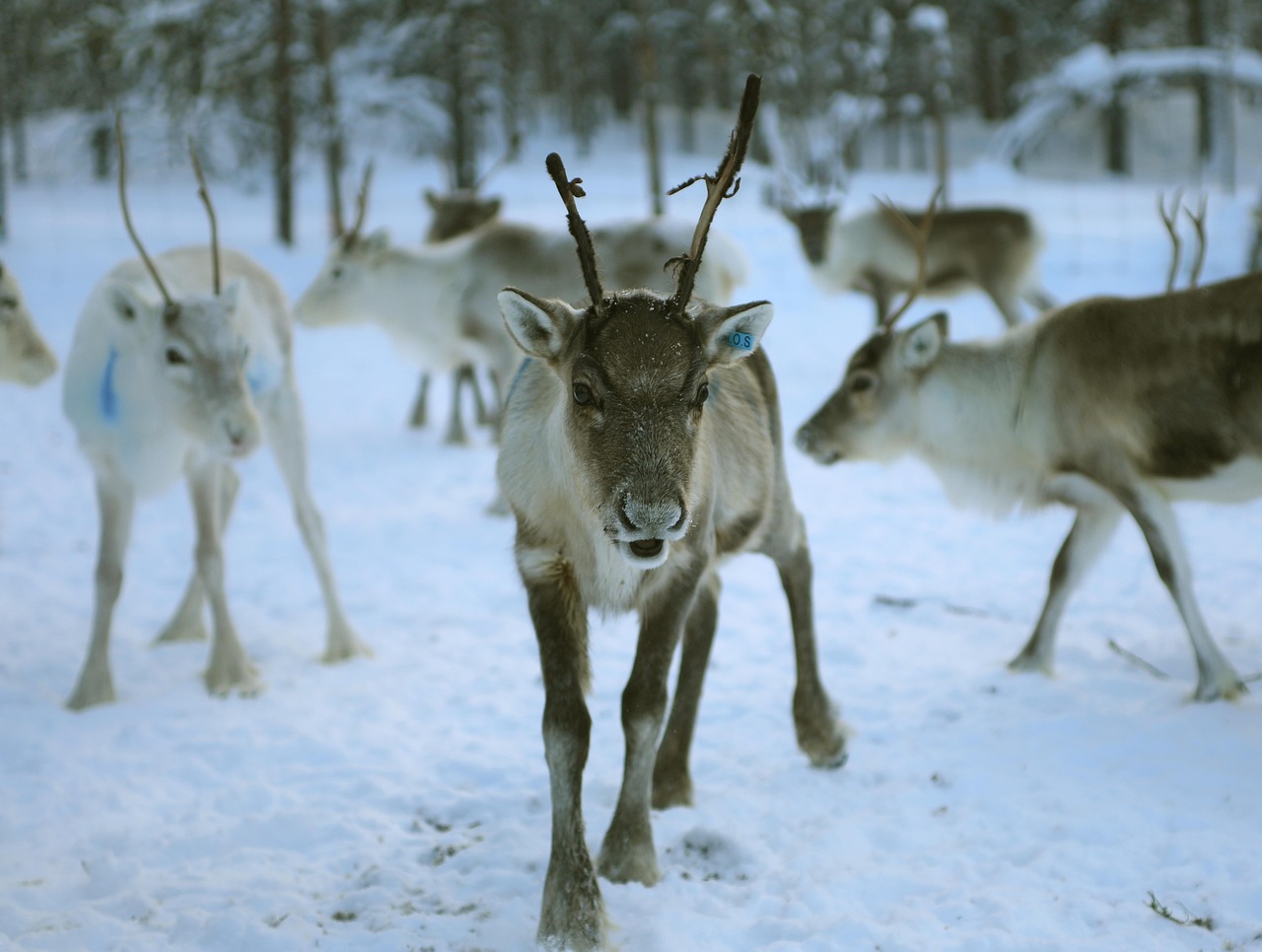 Renne dans la neige en Laponie finlandaise