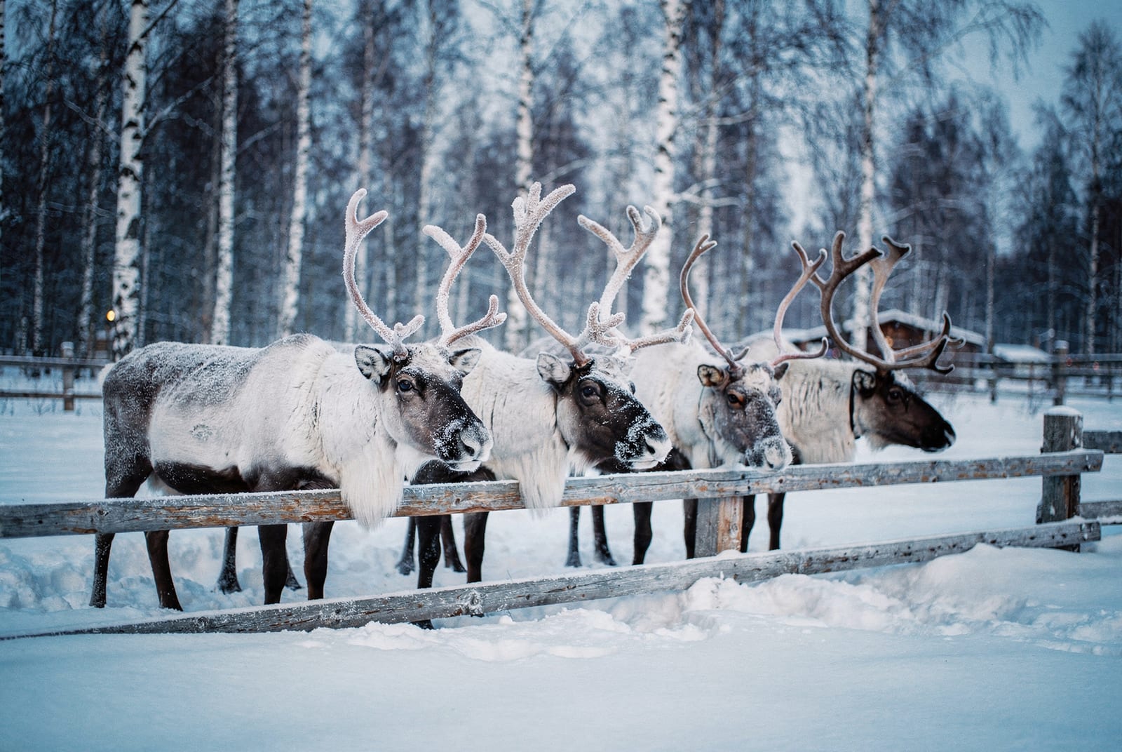 Ferme de rennes à Rovaniemi : durée de la balade, prix et question sami